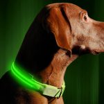 5 Best Rechargeable LED Dog Collars – Price and Features