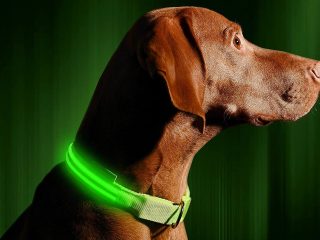 Best LED dog collars