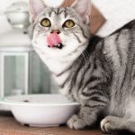 Top 5 Automatic Pet Feeders